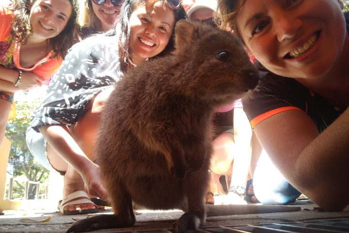A quokka surrounded by smiling people taking a group selfie outdoors.