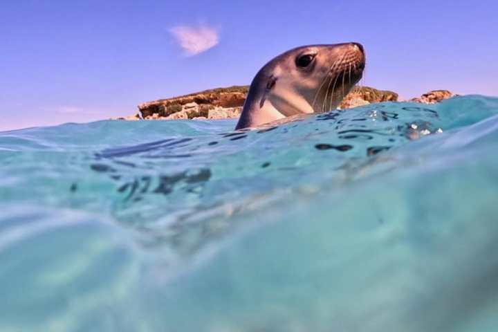 Seal peeking above clear water with a cloudy sky background.