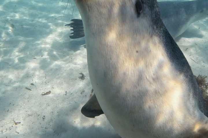Seal swimming underwater over sandy ocean floor with blue water.