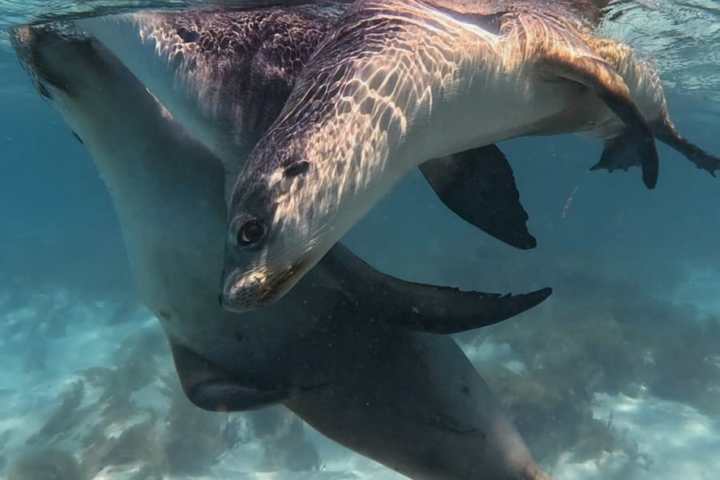Two seals swimming underwater with reflections on the surface.
