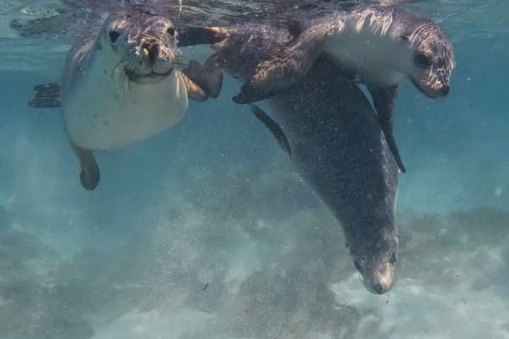 Three seals swimming underwater with clear blue water and sandy bottom.